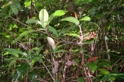 <strong>Ixora asme - Ramon, Laurence - 33</strong><br />© Gâteblé Gildas